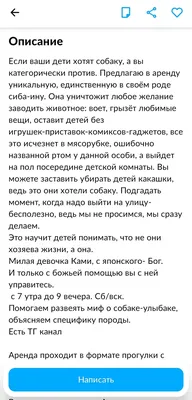 Сиба-ину и Юмор: описание характера, советы по уходу, милые видео — Горячее  | Пикабу