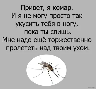 как защититься от комаров / смешные картинки и другие приколы: комиксы, гиф  анимация, видео, лучший интеллектуальный юмор.