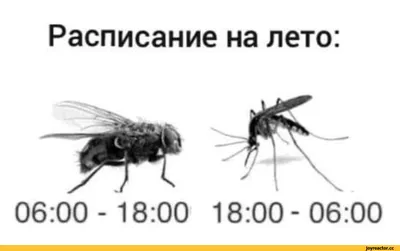 Эм, ты что, пьешь мою кровь?» - 7 смешных комиксов про комаров | Смешные  картинки | Дзен