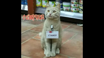 ПРИКОЛЫ С ЖИВОТНЫМИ ДО СЛЕЗ / Смешные КОТЫ 2021 / Приколы с КОТАМИ / Funny  ANIMALS video #14 - YouTube