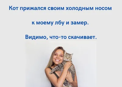 Смешные кошек до слез - картинки и фото 