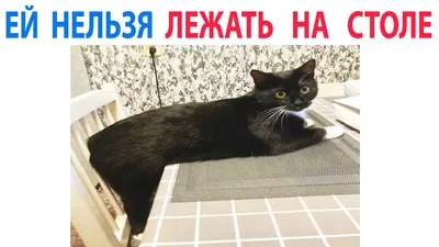 Приколы и Мемы с Котами. Смешные и Милые МЕМЧИКИ про Котов - YouTube