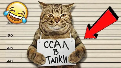 Приколы с котами! Смешные коты с ОЗВУЧКОЙ! СМЕШНЫЕ ЖИВОТНЫЕ 2022! Ржака до  слез – Доми шоу - YouTube