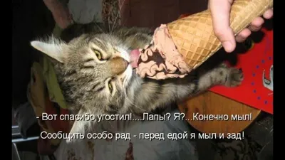 Курьезные фото котов с деньгами, которые знают все про успех - Fun | Сегодня