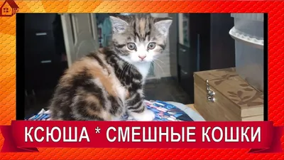 КСЮША - Хулиганка 😂СМЕШНЫЕ КОШКИ😂 2022 #shorts - YouTube