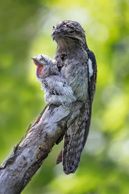 Организаторы конкурса Bird Photographer of the Year 2024 принимают заявки  по  | PHOTOWEBEXPO