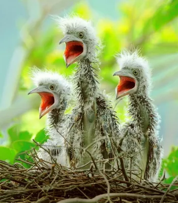 10+ смешных и пугающих фото птиц, с которыми лучше не связываться
