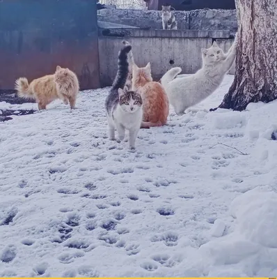 зима / смешные картинки и другие приколы: комиксы, гиф анимация, видео,  лучший интеллектуальный юмор.