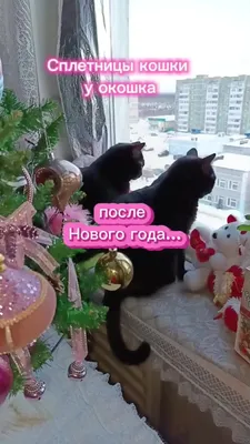 Соседка Муся😸 | смешная озвучка. (Сплетницы кошки у окошка)@АндрейИва |  Дзен