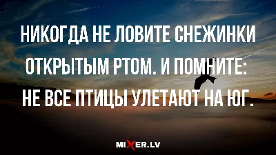 Анекдоты с юмором в среду и не все птицы улетают на юг | Mixnews