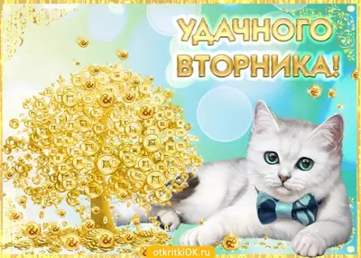 👒🦋🐾😸🐾🦋👒Удачного Вторника! | Милые котики, Смешные открытки,  Фотографии животных