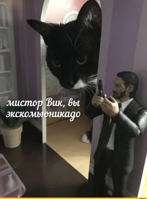 котэ (прикольные картинки с кошками) / смешные картинки и другие приколы:  комиксы, гиф анимация, видео, лучший интеллектуальный юмор.