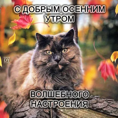 Смешные картинки с надписями про котят, которые ещё не познали мир