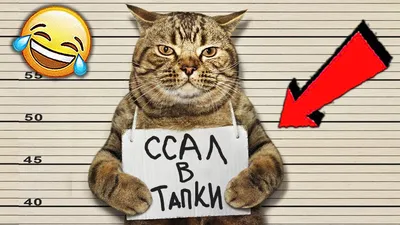 Я РЖАЛ ПОЛ ЧАСА / СМЕШНЫЕ ЖИВОТНЫЕ , КОТЫ СОБАКИ И ДРУГИЕ - YouTube