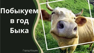 Идеи на тему «Быки,коровы» (410) | коровы, бык, смешные коровы