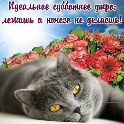 Доброго субботнего утра, хорошего дня! Доброе утро с пожеланием добра,  мира, отличного настроения! - YouTube