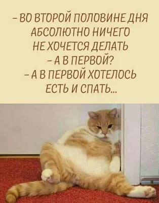 7 лучших смешных комиксов апреля от российских авторов: что на ужин, кто-то  сверху и неплоский плоский живот | Супер! | Дзен