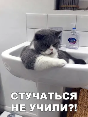 Смешное Видео с Кошками! Веселые Кошки 2015 / Funny Cats Video Compilation  - YouTube