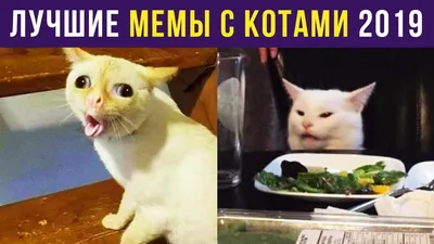 Приколы с котами! СМЕШНЫЕ КОТЫ С ОЗВУЧКОЙ 2022! Я ржал до слёз! - Смешные  видео от Доми шоу - YouTube