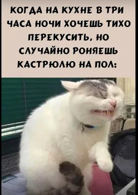 Котэ | Мемы про котов | МУРЛЫКА