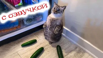 ПРИКОЛЫ С ЖИВОТНЫМИ ДО СЛЕЗ / Смешные КОТЫ 2021 / Приколы с КОТАМИ / Funny  ANIMALS video #14 - YouTube