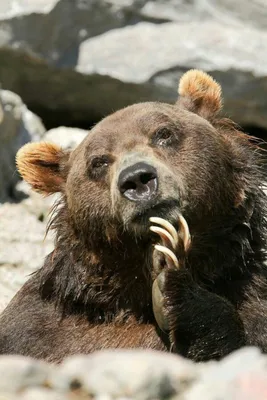 Медведь прикольный рисунок - 74 фото