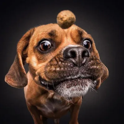 Смешные морды собак (73 фото) - картинки 