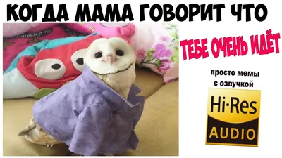 Приколы про собак 2017 Ну очень Смешные собаки Приколы с собаками Собаки  Funny Dogs 2017 犬 犬について - YouTube