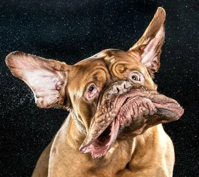 Демотиваторы смешные собаки (44 фото) » Юмор, позитив и много смешных  картинок