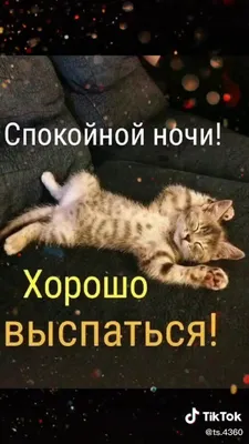 Пожелания спокойной ночи котеночек - 64 фото