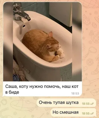 КотоФото - Милашные котики в картинках | Анекдоты , картинки - для поднятия  настроения | Дзен