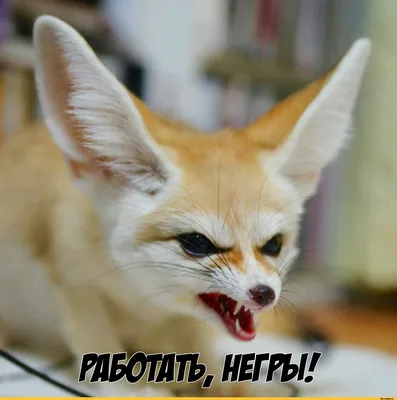 Фенек :: Лиса :: pictures with captions :: fox :: картинки с надписями ::  фото приколы (новые и лучшие приколы, самые смешные прикольные фотографии и  юмор в картинках, фишкинет) :: fandoms ::