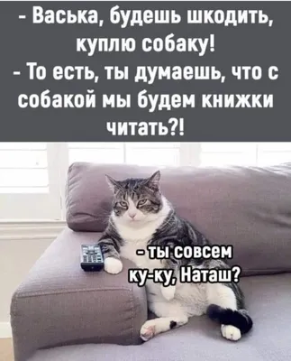 два кота дерутся на кулаках, кот смешные картинки с надписями, кошка,  смешной фон картинки и Фото для бесплатной загрузки