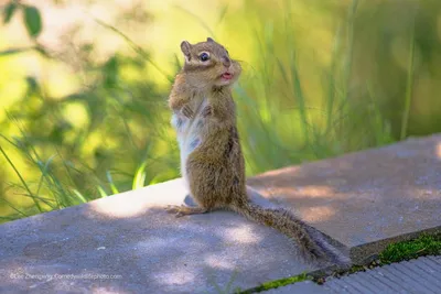 Самые смешные фотографии животных Comedy Wildlife Photography Awards 2022 |  Пикабу