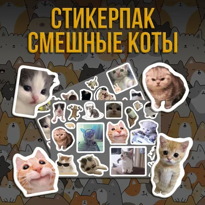 Топ-10 фото смешных котов | Отдохни от будней | Дзен