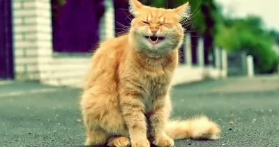 Фото смешных котов, сделанные в удачный момент | 