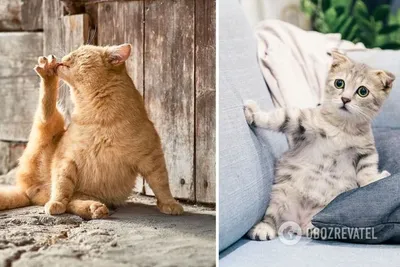 15 самых смешных фото котов, которые осмелились покорить сугробы - Летидор