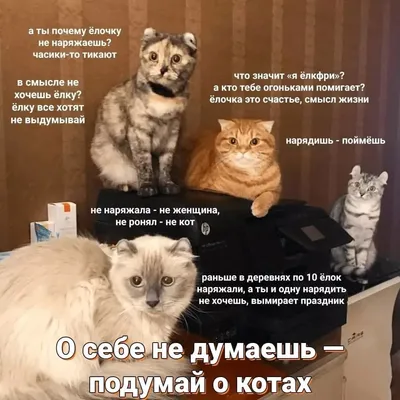 15 смешных котов, которые показали хозяевам язык с таким видом, что нельзя  не расплыться в улыбке