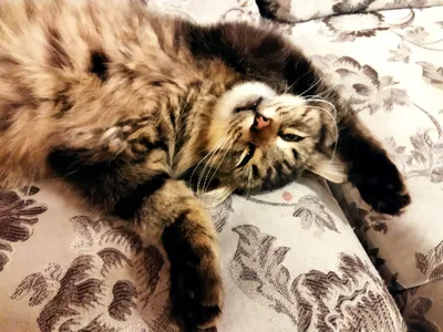 13 смешных фото котов, которых сняли в неудачный момент | Приколы |  OBOZREVATEL