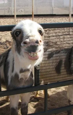 Фото смешных животных, которые вызовут у вас широкую улыбку |