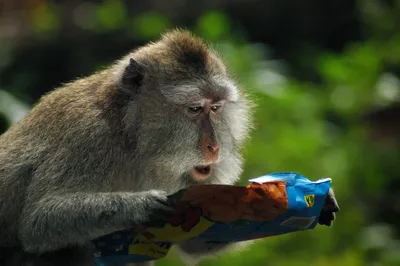 Милые и смешные: лучшие фото конкурса Comedy Wildlife Photography Awards  2019 - , Sputnik Таджикистан