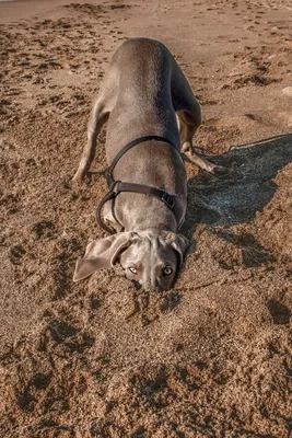 Comedy Pet Photo Awards (Великобритания): самые смешные фотографии домашних  питомцев 2021 (Comedy Pet Photo Awards, Великобритания) | , ИноСМИ