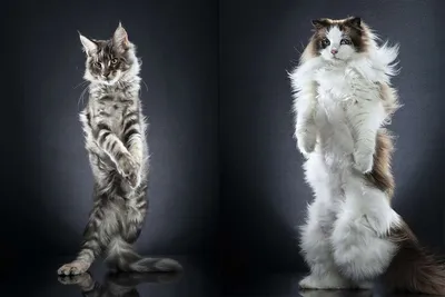 Котів багато не буває 🐈 Смішні котики❗ Приколи УКРАЇНСЬКОЮ 🤣 Веселі відео  😝 [ Stodola Ua 🇺🇦 ] 2023 - YouTube