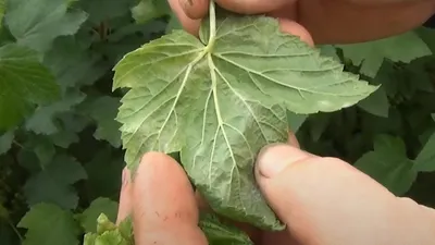 Болезни смородины и борьба с ними - Agro-Market