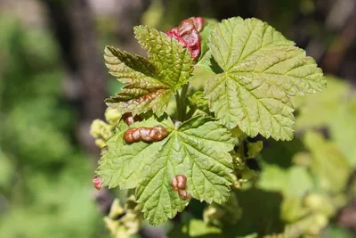 Болезни смородины и борьба с ними - Agro-Market