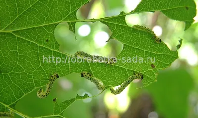 Антракноз смородины черной и красной: борьба с болезнью кустов, листьев,  пятна антракноза на побегах