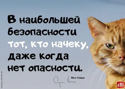 Пин от пользователя Дмитрий Цыганов на доске Надпись | Душевные цитаты,  Удивительные цитаты, Вдохновляющие высказывания