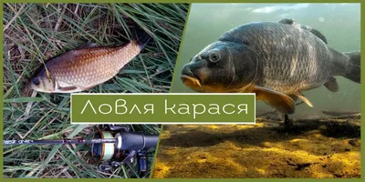 Снасть рыболовная "Смерть карася" в сборе, 15 гр, 25 гр, AZOR FISHING ::  Интернет-магазин «»