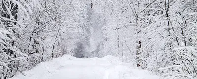 Фотообои Снег идет купить на стену • Эко Обои