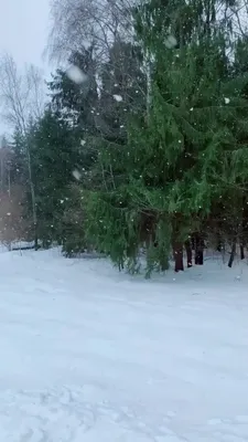 Снежная сказка: снегопад украсил ветки деревьев в Новосибирске - 10 ноября  2017 - НГС